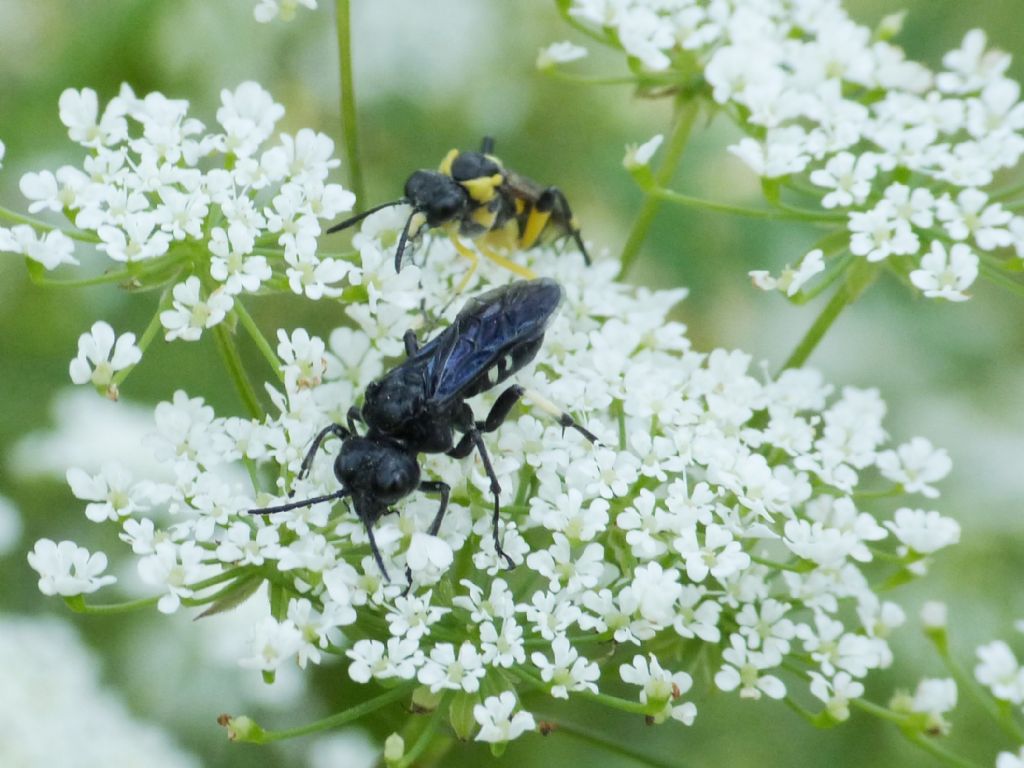 Tanthredo bifasciata?